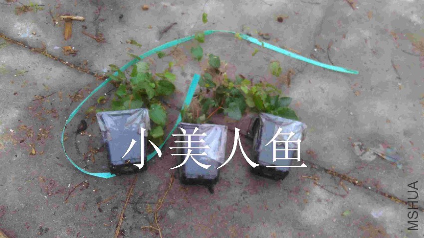 QQͼƬ20170417100741.jpg