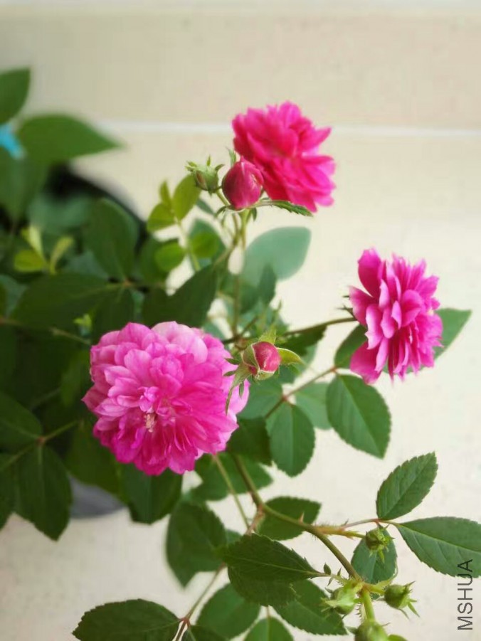 ȥ�����������