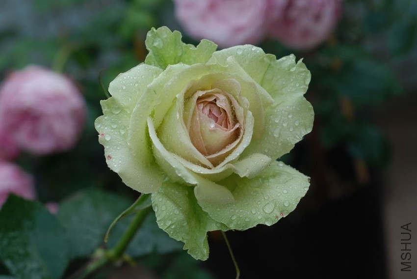 DSC_1089.JPG