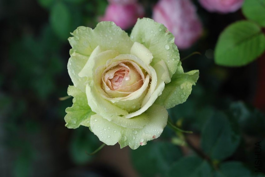 DSC_1095.JPG