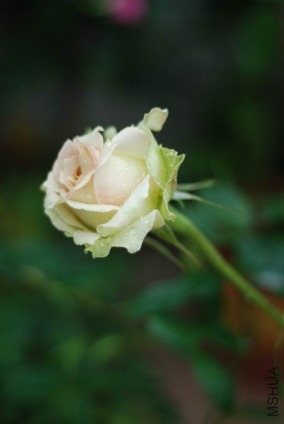 ������С DSC_8502.JPG