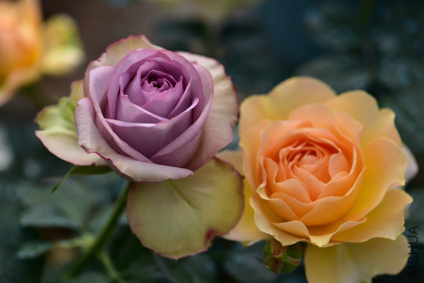 DSC_5071_����.jpg