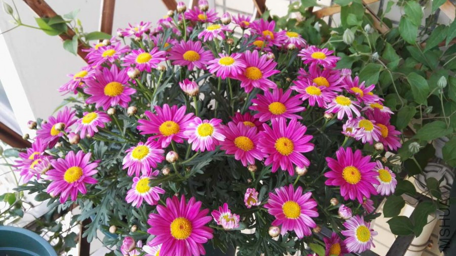 �����糿��ģ��