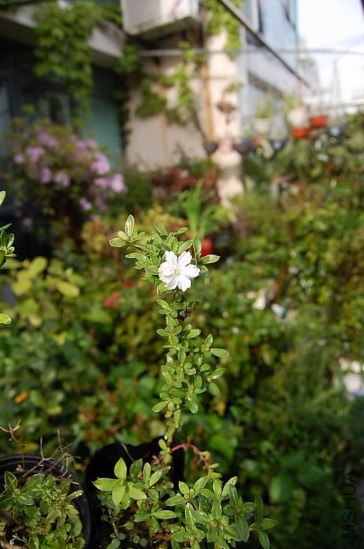 DSC_27610040.JPG