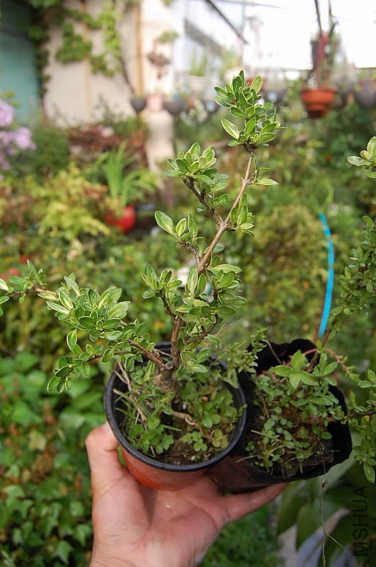 DSC_27530032.JPG