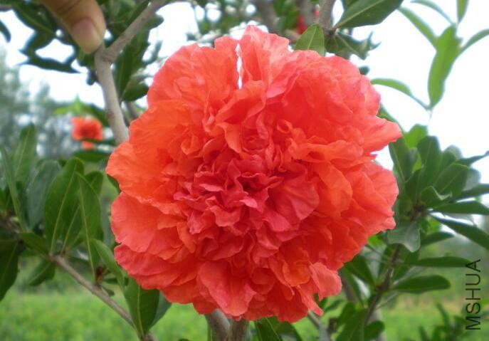 201602231622066348.jpg