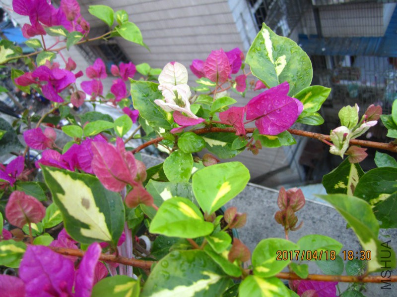 IMG_9008.JPG