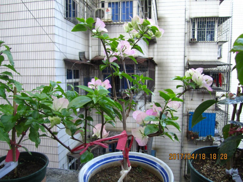 IMG_9003.JPG