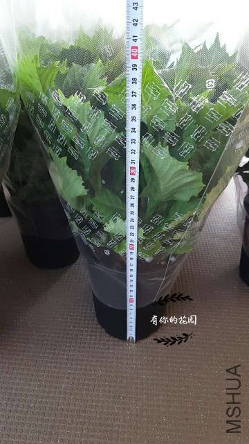 223001iy2qsbqph69lqls9.jpg