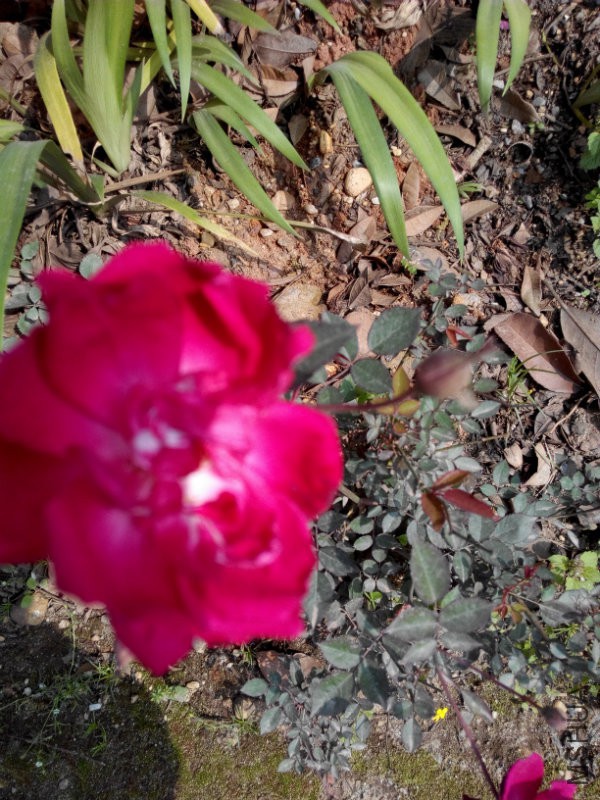IMG_20170413_151728.jpg