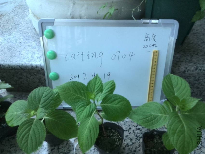 �޾���.jpg