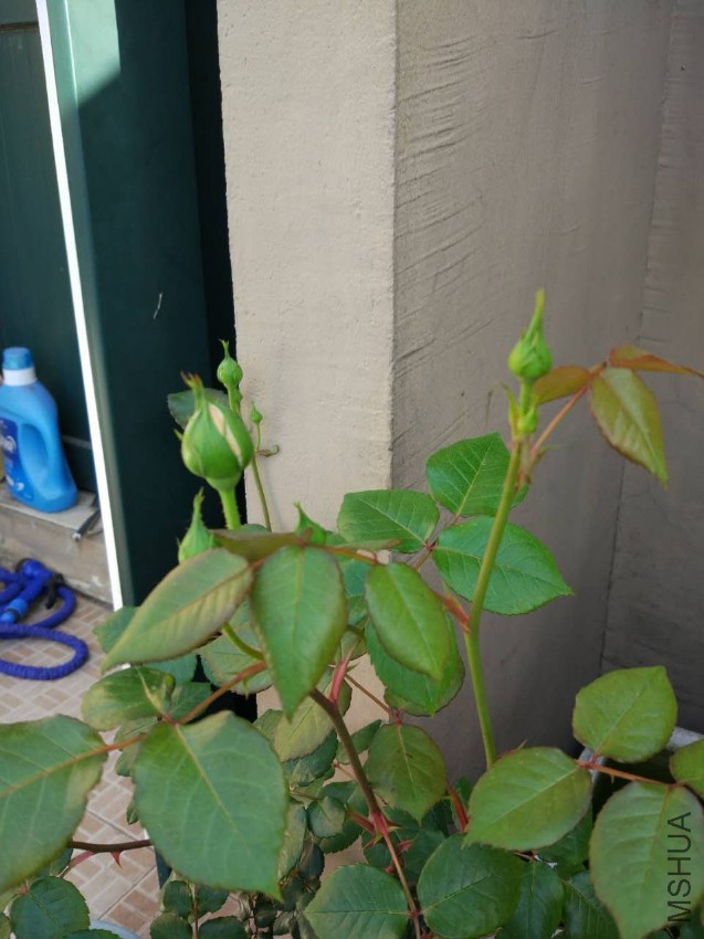 �ǲ�