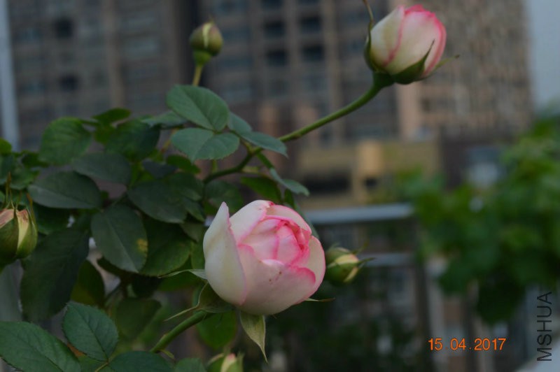 IMG_2272.JPG