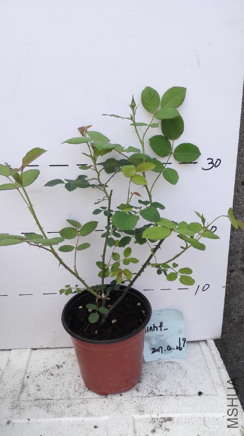 IMG_20170419_094658_������С.jpg