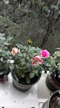 psb (11).jpg