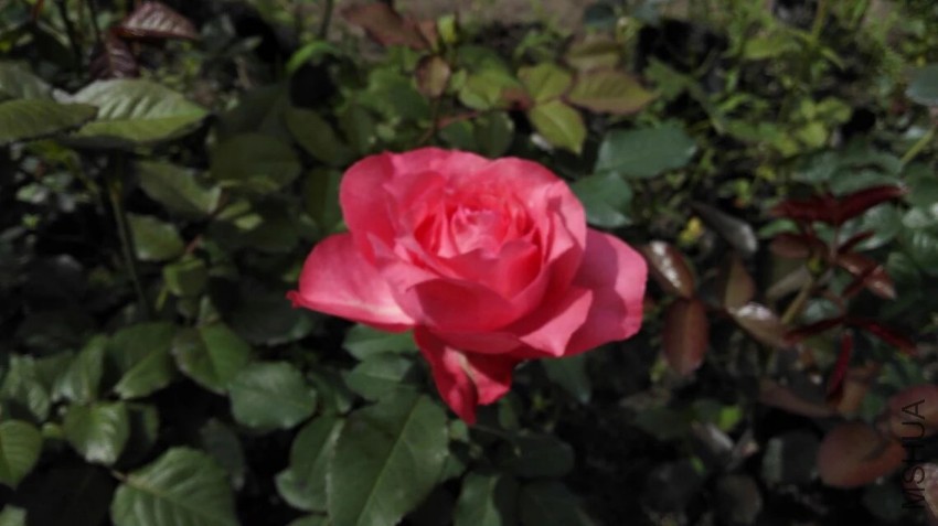 psb (12).jpg