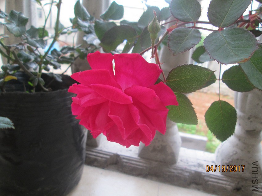 IMG_5774.jpg