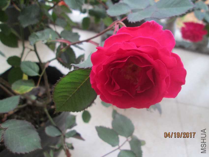 IMG_5776.jpg