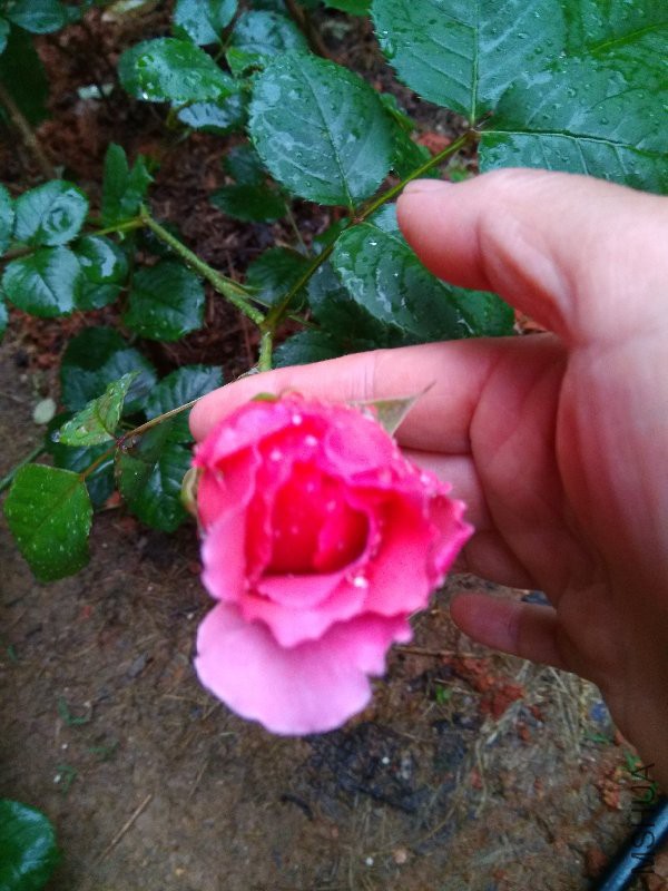 ���ع���