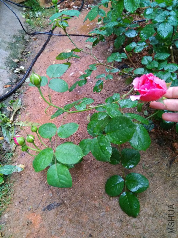 ���ع���