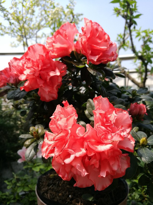 IMG_20170408_132609.jpg