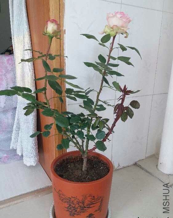 20170419_211952.jpg