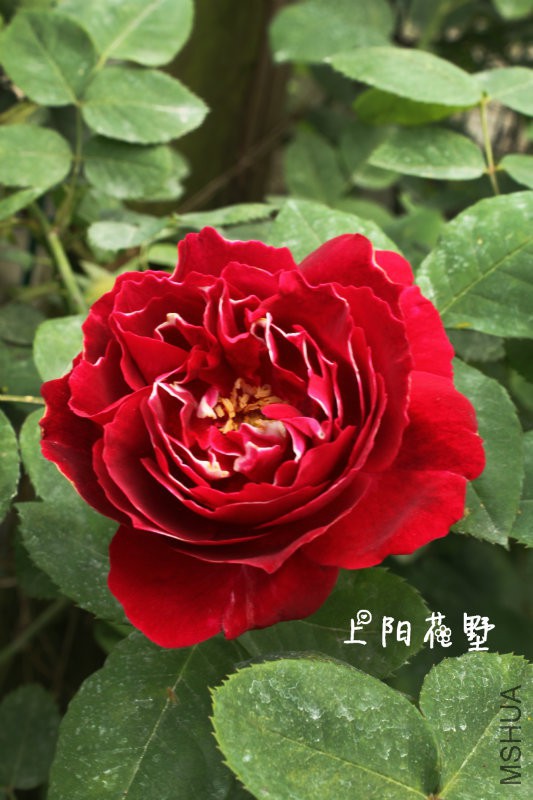 ���޵��о�