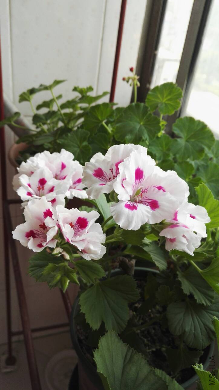 063019v7qzi7ij63sj22ks.jpg