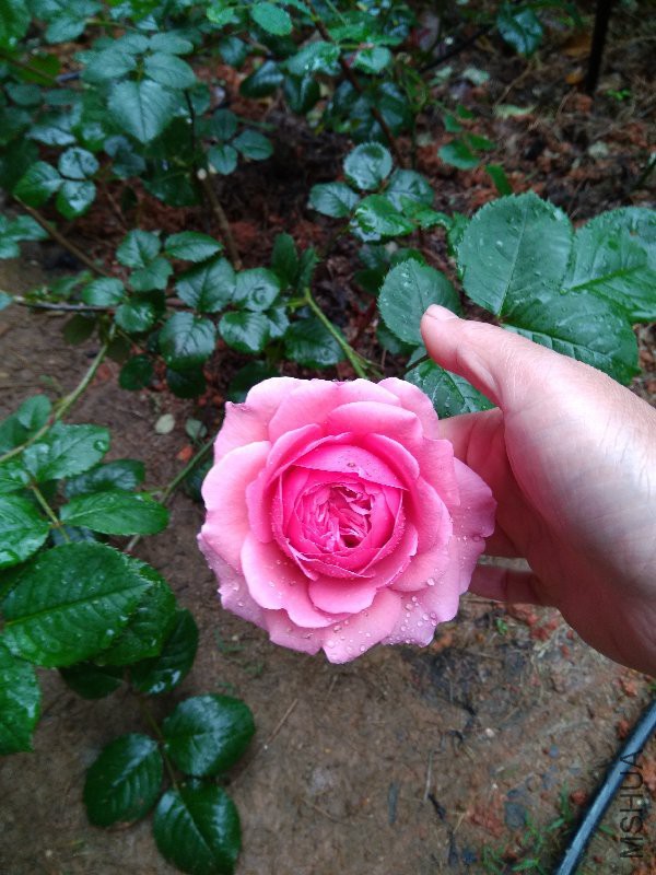 ���ع���