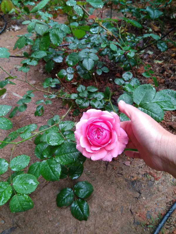 ���ع���