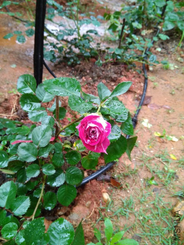 ����ʢ��