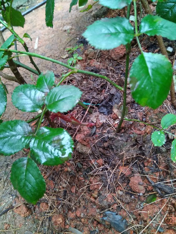 ���ع�������