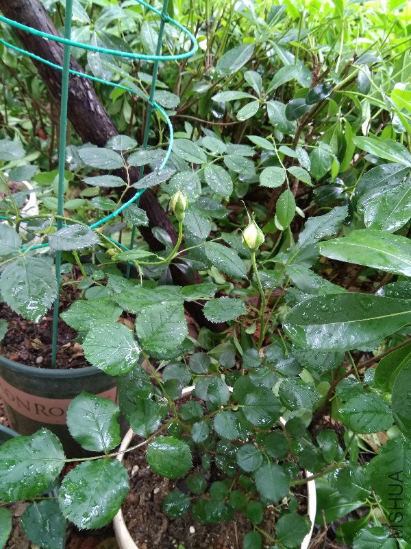 �����ͻƽ����