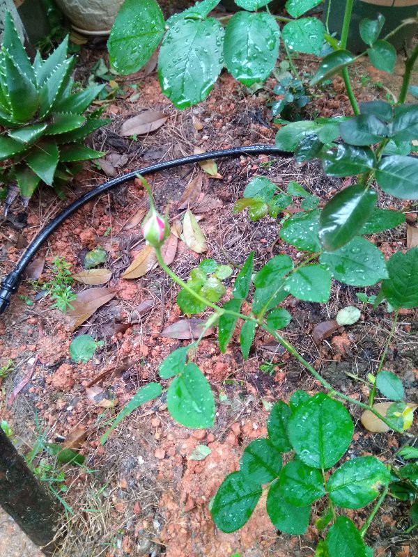 ɯʿ����2000