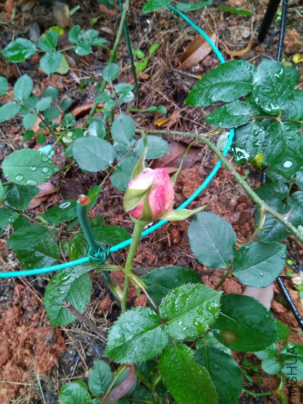 ����˿����