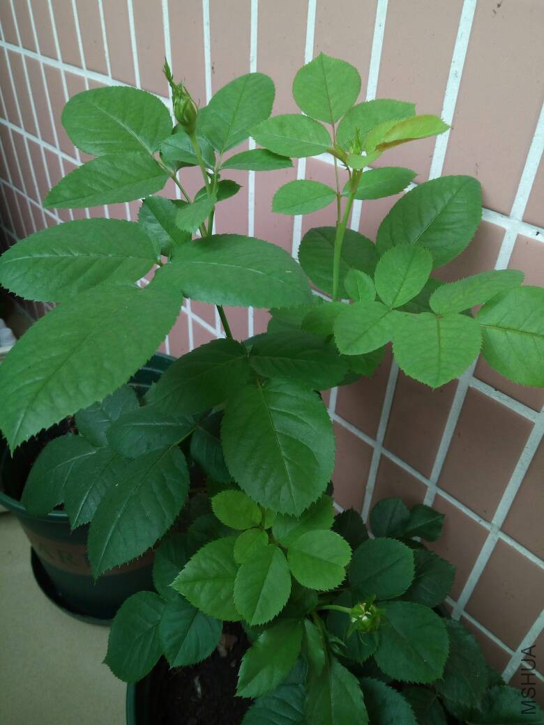 083515enukipj70j1pn1v8.jpg