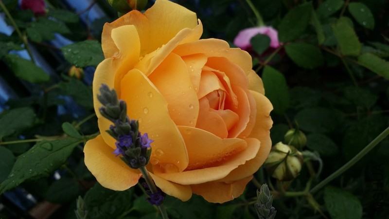20170417_074712.jpg