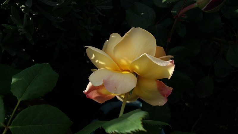 20170418_081116.jpg