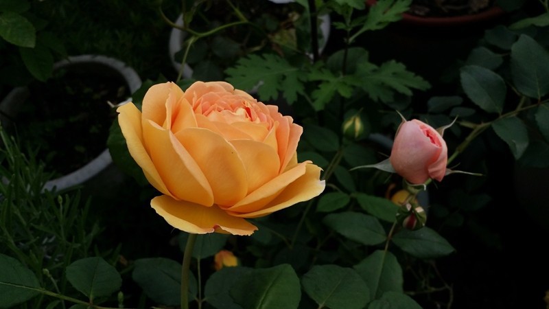 20170419_074351.jpg