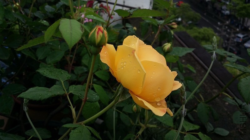 20170417_081248.jpg