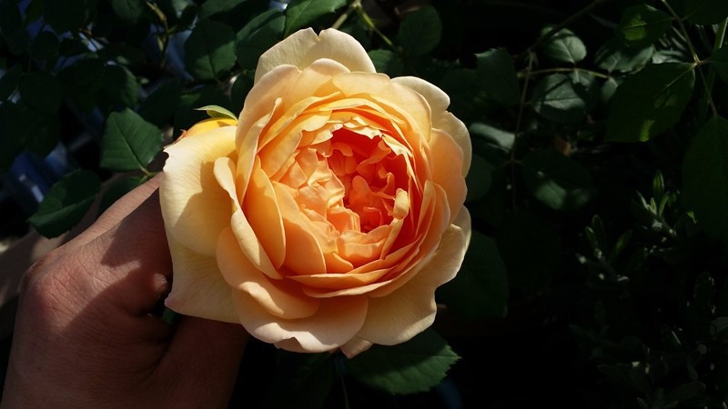20170418_081050.jpg
