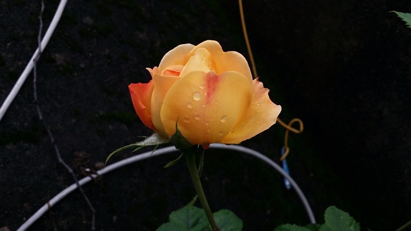 20170417_075844.jpg