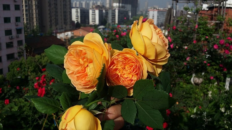 20170419_075436.jpg