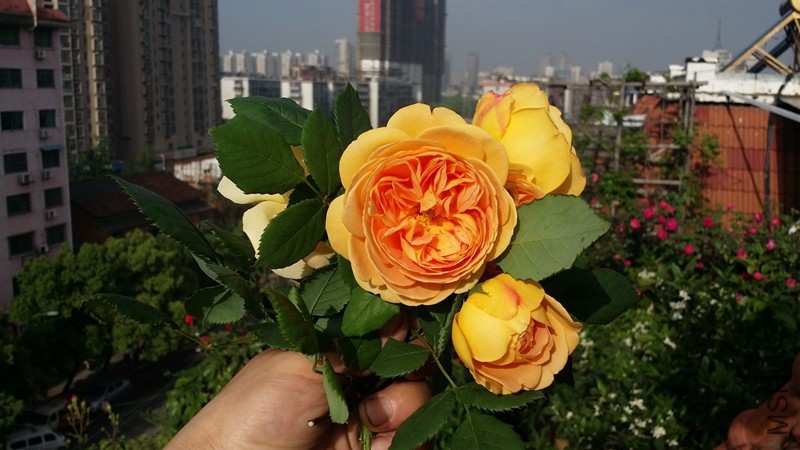 20170419_075417.jpg