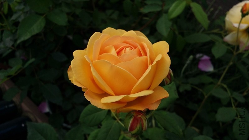 20170419_075107.jpg