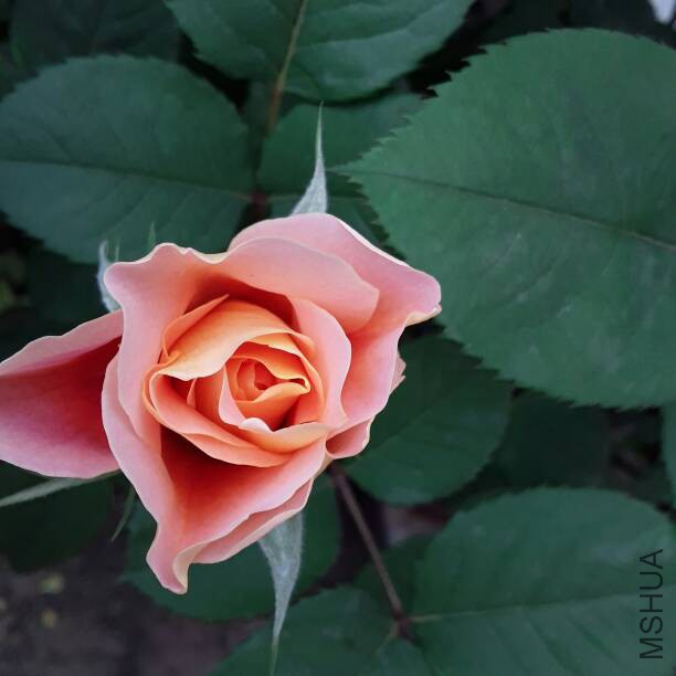 155106xp6yql678p7xux6i.jpg