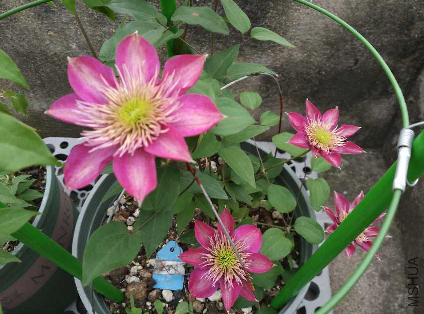 IMG_20170419_175927.jpg