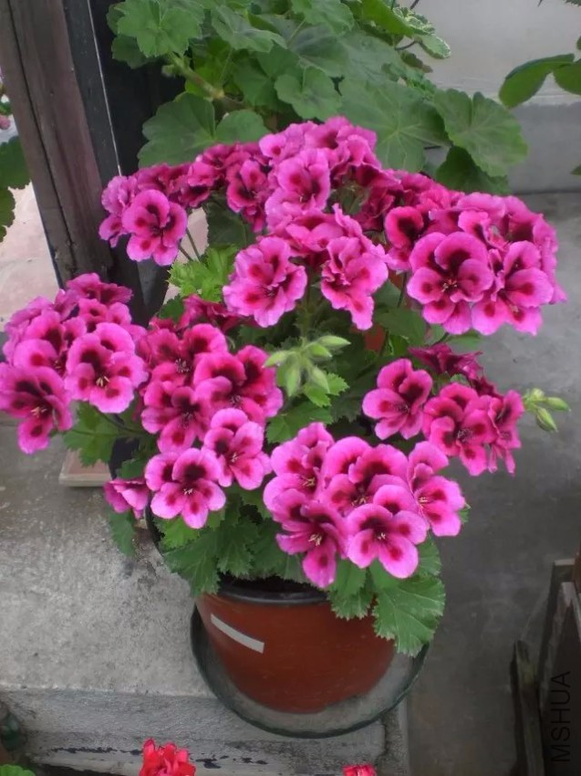 psb (27).jpg