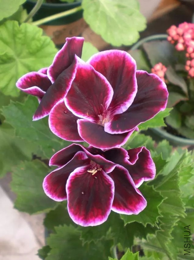 psb (9).jpg