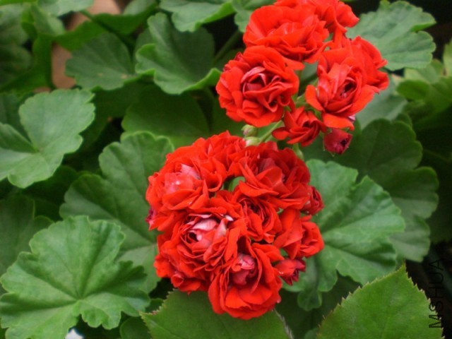 psb (56).jpg